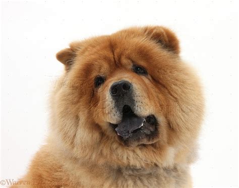 Chow Chow dog photo WP21642