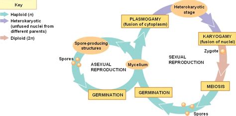 Generalized Life Cycle Of Fungi The Free Images