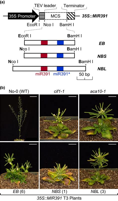 Transgenic Overexpression Of Mir391 In Arabidopsis Nossen 0 No 0