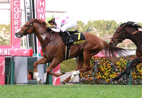 マテンロウスカイ抜け出して快勝 「能力は高い」横山典騎手も評価／リゲルs 競馬写真ニュース 日刊スポーツ