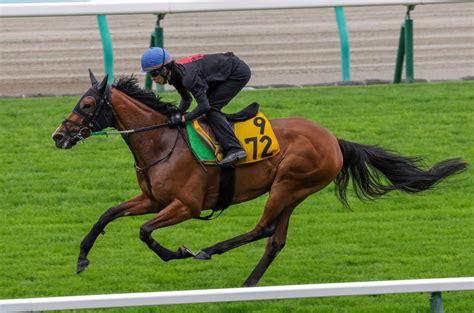 【クイーンs】スライリー 初コンビ・丹内も上々の感触「小回りも洋芝も合いそう」 競馬ニュース