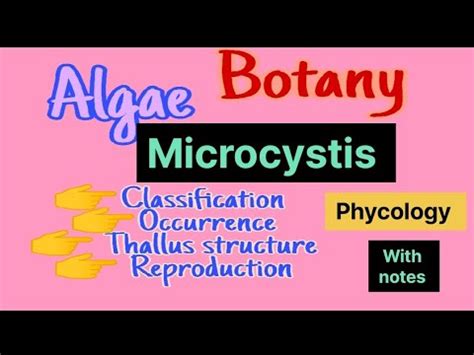 Microcystis Classification Reproduction Phycology Botany Bsc First