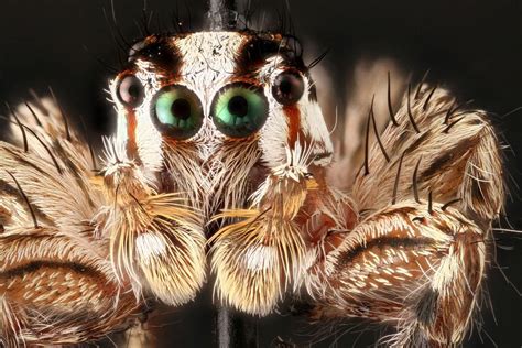 Pantropical Jumping Spider Plexippus Playkulli Free Photo Rawpixel