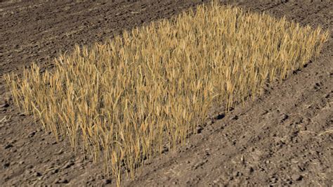 Wheat Field 3d Model By Buncic