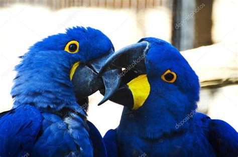 Parrots kissing — Stock Photo © maury75 #17468967