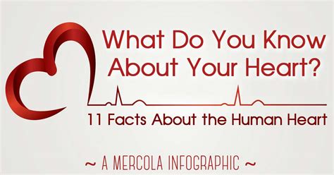 11 Fascinating Facts About The Human Heart Infographic