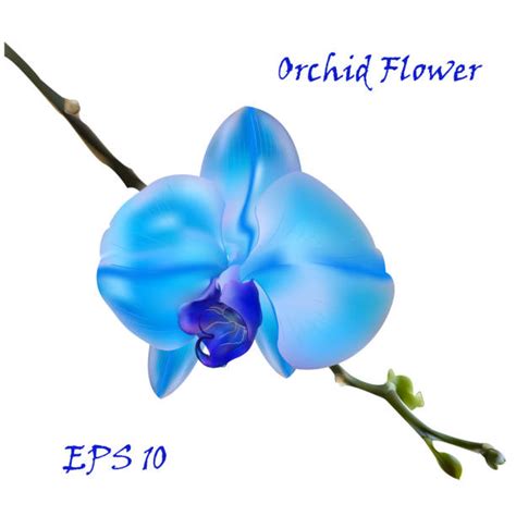 Best Blue Orchid Illustrations Royalty Free Vector Graphics And Clip Art