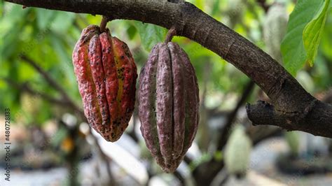 cocoa cacao tree plant fruit plantation ecuador rainforest seed Stock Photo | Adobe Stock