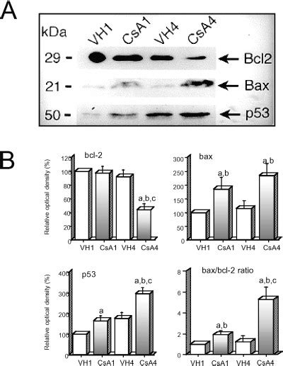 Immunoblot For Bcl 2 Bax And P53 Fifty Micrograms Of Protein Were