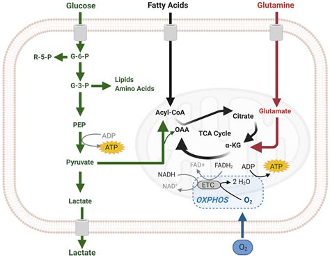 Cell Biology Meets Cell Metabolism Energy Production Is Similar In