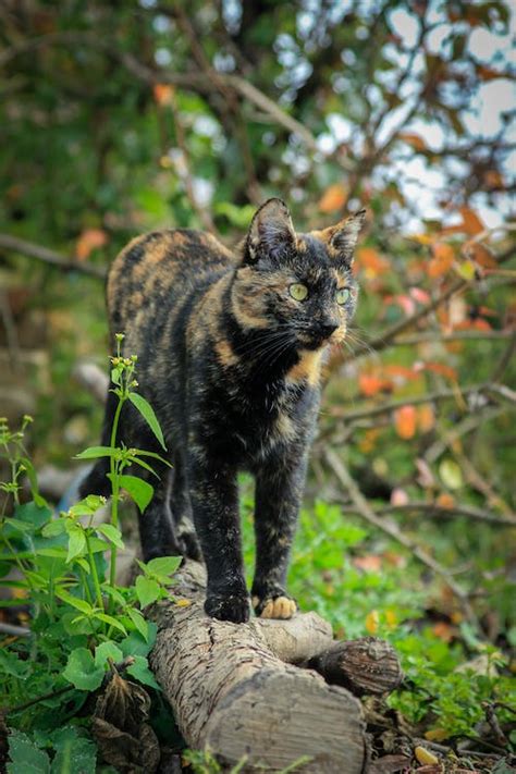 Brown and Black Cat in Close Up Shot · Free Stock Photo