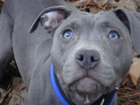 Would He Be Considered A Blue Nose Pitbull Puppies Blue Nose