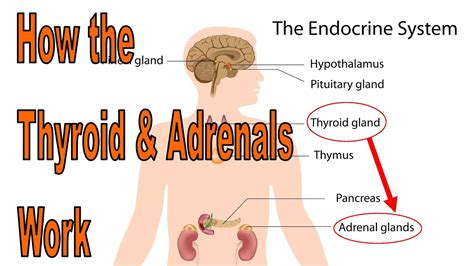 How To Heal Your Thyroid And Adrenals YouTube