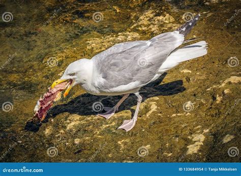 Seagull Eating Dead Fish Stock Photography 34261574