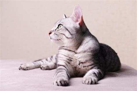 Premium Photo | Beautiful cat on beige background