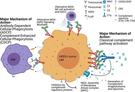 JCI Insight Trastuzumab Pertuzumab Combination Therapy Stimulates