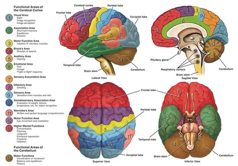 Introduction To Neuroanatomy Physiopedia