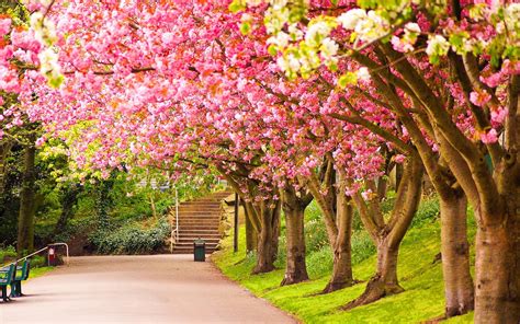 Free Download Spring Wallpapers Hd Download Free 1920x1200 For Your