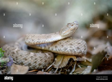 New Mexico Ridge Nosed Rattlesnake Crotalus Willard Obscurus Sonora