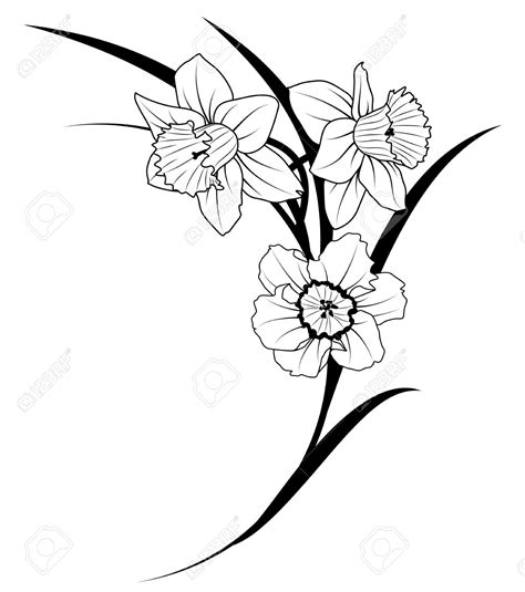 Daffodil Clipart Black And White | Free download on ClipArtMag