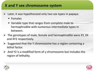 Sex Determination In Papaya PPTX