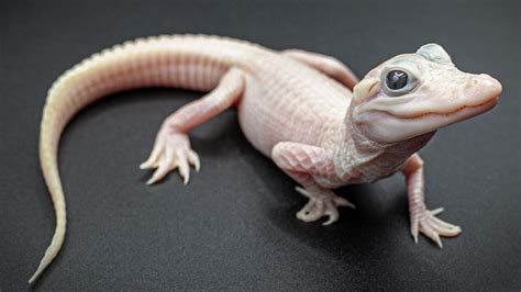 Pinky White Leucistic Alligator With Blue Eyes Born In