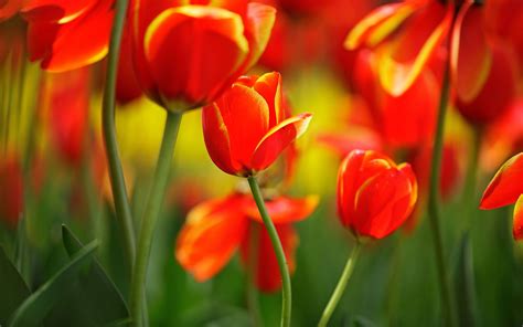 Red Tulip Wallpapers - Wallpaper Cave