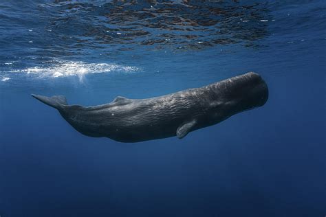 Sperm Whale Photograph By Barathieu Gabriel Fine Art America