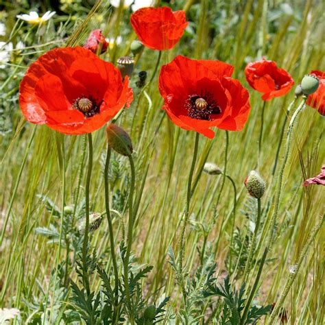 Coquelicot Des Champs GRAINES Papaver Rhoeas Ombelle Et Radicelle