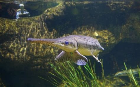 A longnose gar fish stock image. Image of move, longnose - 190225869