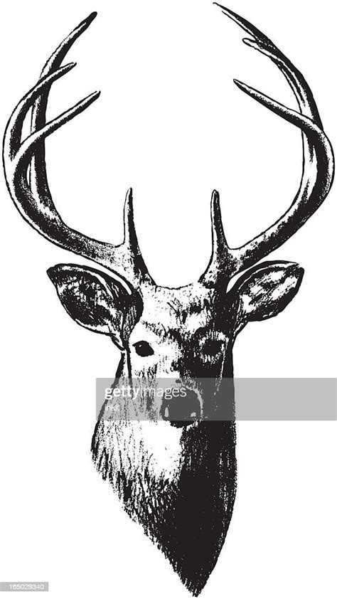 Deer Head Outline Vector