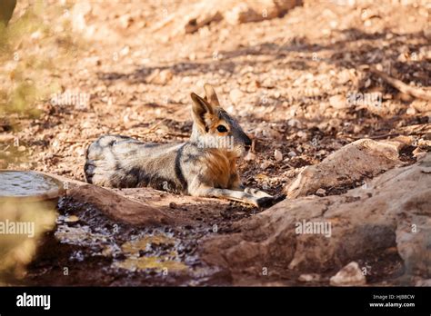 Large Rodent Hi Res Stock Photography And Images Alamy