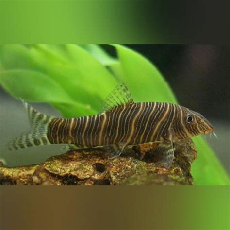 Zebra Loach for sale – AquariumFishSale.com