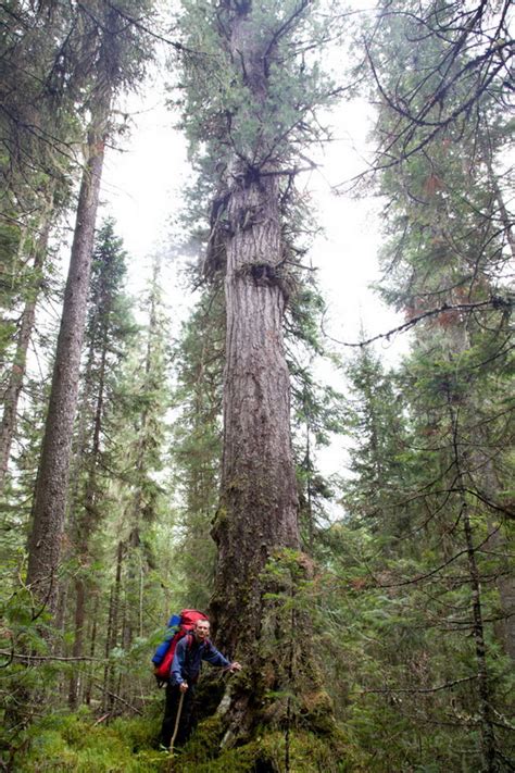 Pinus sibirica - Изображение растения - Плантариум