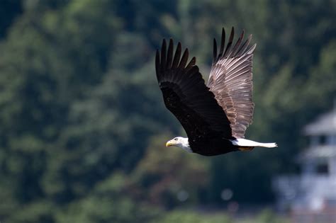 Michigan Man Captures Beauty of a Group of Eagles and Eaglets