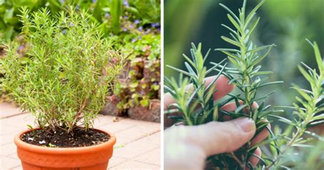 C Mo Cultivar Y Cuidar Una Planta De Romero