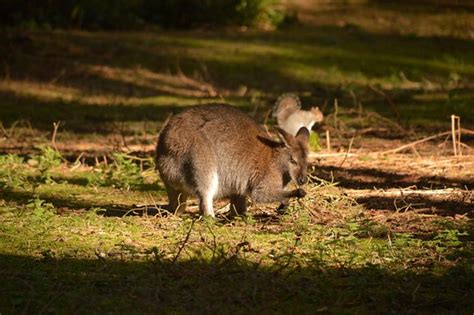 New Forest Wildlife Park Ashurst 2020 All You Need To Know Before