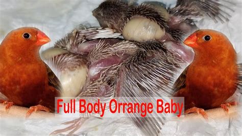 Bfobbb Chicks Full Body Orange Zebra Finch Baby At Days Age Youtube