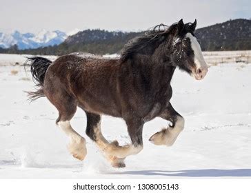 Clydesdale Horses Running