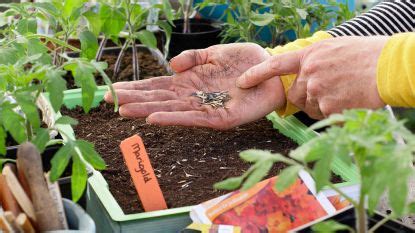 Seed Sowing Mistakes Common Errors To Avoid Homes Gardens