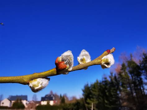 Willow Catkin Spring German Hermit Free Photo On Pixabay Pixabay