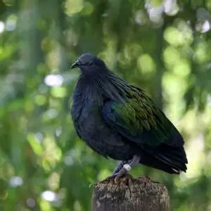 Nicobar Pigeon - Facts, Diet, Habitat & Pictures on Animalia.bio