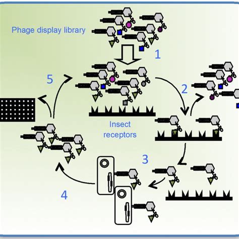 Biopanning Of A Phage Display Toxin Library The Phage Displayed Toxin