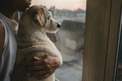 Por Qué La Pirotecnia Afecta Tanto A Los Perros