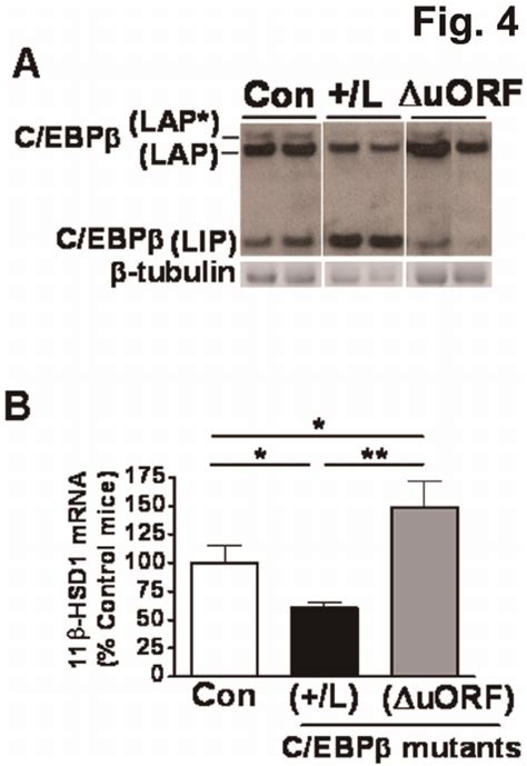 Altered C Ebp B Lip Lap Ratio In Vivo Affects 11 B Hsd1 Expression In