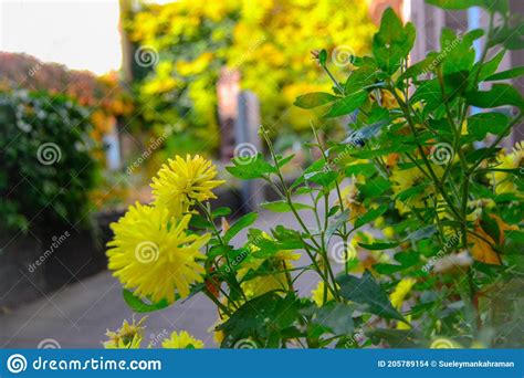 Flowers Of Goethe Plant Bryophyllum Pinnatum Life Plant Miracle Leaf