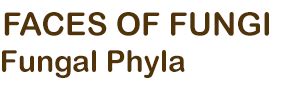 Multilocularia Bambusae Facesoffungi Number Fof Faces Of Fungi