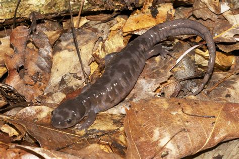 Jefferson Salamander Eggs