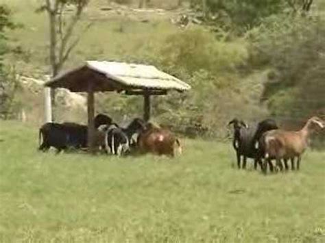 Cria O De Animais Infra Estrutura Na Cria O De Caprinos E Ovinos