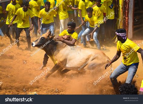 Top 999+ jallikattu images – Amazing Collection jallikattu images Full 4K